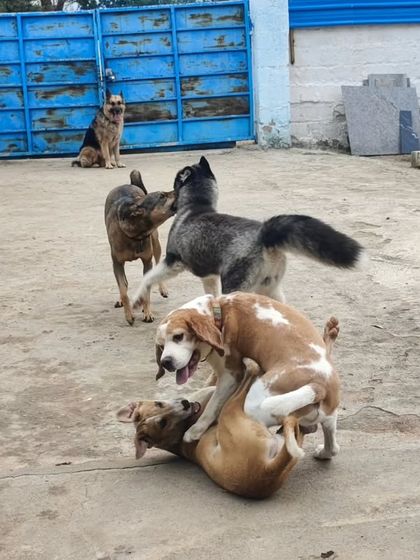 This looks like a game of doggy wrestling. It's all in good fun and they love it.