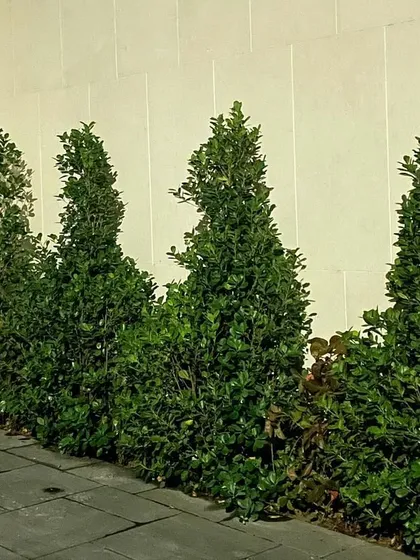 A simple but effective hedge of ficus plants along a stone pathway. A neatly trimmed hedge provides a clean, green border and adds a sense of privacy and structure.