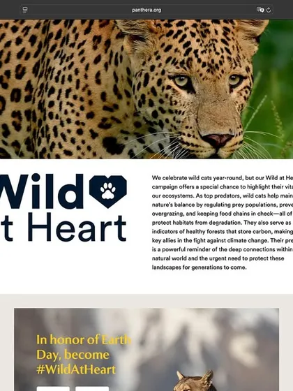 A proud moment seeing my leopard photograph featured on Panthera's 'Wild At Heart' page. Partnering with global conservation organizations allows my work to contribute to a larger cause.
