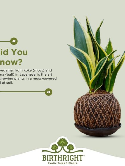 Did you know? Kokedama is the Japanese art of growing plants in a moss-covered ball of soil. It's a beautiful, unique, and soil-free way to display your favorite plants.