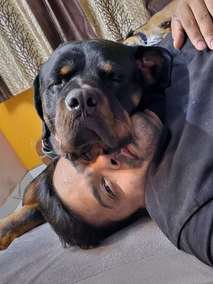 People are scared of Rottweilers, but look at this bachha. All he wants is love. Here, we don't see breeds, we see hearts. I am always on the floor with them, giving cuddles and attention.