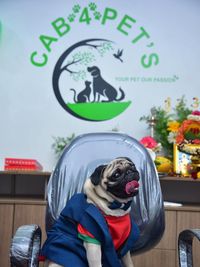 Pet Transportation & Relocation