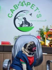 Pet Transportation & Relocation