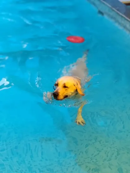 A close-up of Daksha swimming towards a toy. The water provides great resistance for a full-body workout.