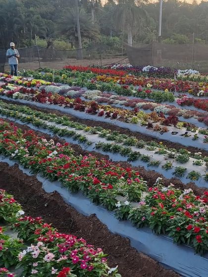 Rows of colorful annual flowers at our farm, ready for our walk-through event. We invite everyone to experience our flower trials and take home some happiness.