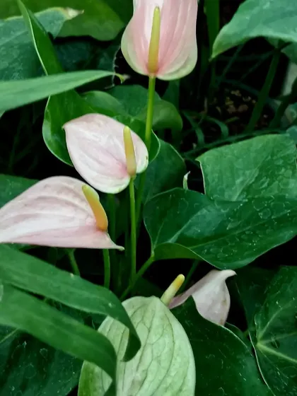 The delicate, pale pink flowers of an Anthurium plant, nestled amongst its green leaves. While known for foliage, many Anthuriums also produce these long-lasting, beautiful blooms.