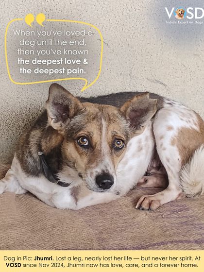Jhumri lost a leg and nearly her life, but she never lost her spirit. Since November 2024, she has had love, care, and a forever home with us.