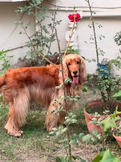 A candid shot of Posto exploring the rose bushes in our garden.