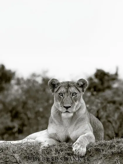 This gallery further explores the power of monochrome. Each image uses the absence of color to highlight different elements: the raw emotion of a hunt, the quiet dignity of a portrait, or the dramatic textures of the wild.