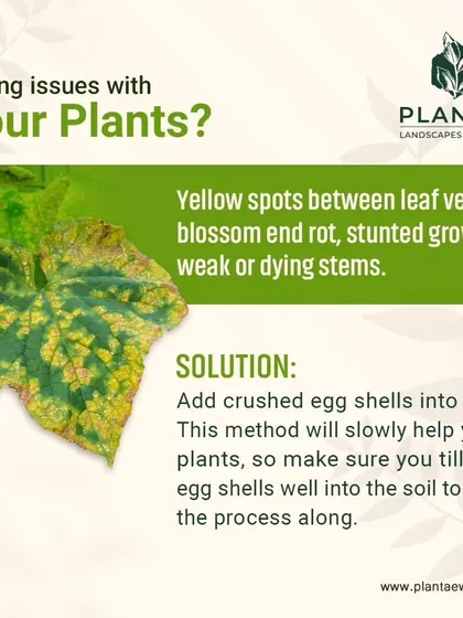 If you see yellow spots between leaf veins or stunted growth, your plant may have a calcium deficiency. A simple, organic solution is to add crushed eggshells to the soil, which slowly releases calcium and nutrients.