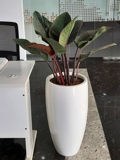 Corporate & Office Plantscaping photo 13