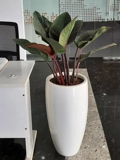 A Philodendron Black Cardinal in a tall white planter sits elegantly next to a desk, adding a touch of dark, moody foliage to the office decor.