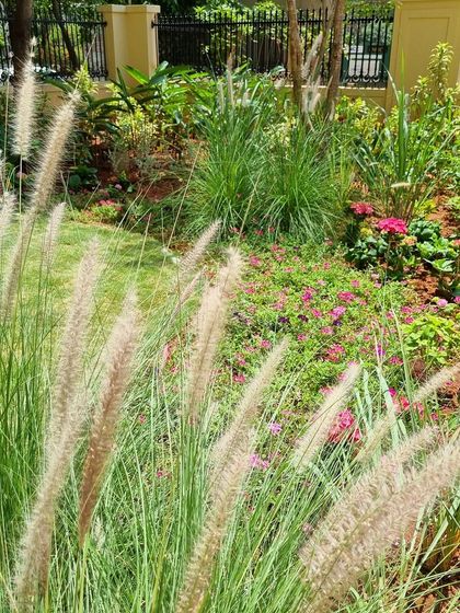 A soft planting combination of Pennisetum setaceum (Fountain Grass) with a groundcover of colorful Portulaca. This pairing creates a beautiful contrast between the airy texture of the grass and the dense, low-growing flowers.