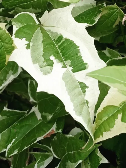 This is a Variegated Thunbergia, a rare climber with incredible foliage. The leaves have a distinct white and green pattern, making it a standout plant for a sunny spot in your garden or a bright indoor space.