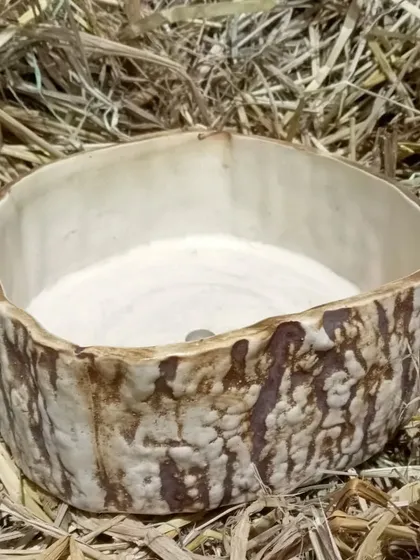 A rustic, textured ceramic planter ideal for bonsai or succulents. The bark-like finish gives it a natural, earthy feel that complements the plant.