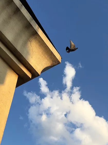 A pigeon takes flight past the sharp corner of a building, its form contrasting with the soft white cloud behind it. This is a minimalist composition that plays with geometry and nature.