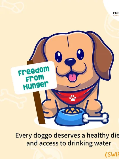 This extensive library of educational content covers everything a pet parent needs to know, from the benefits of turmeric and moringa to tips for hydration, sleep, dental health, and raising a new puppy.