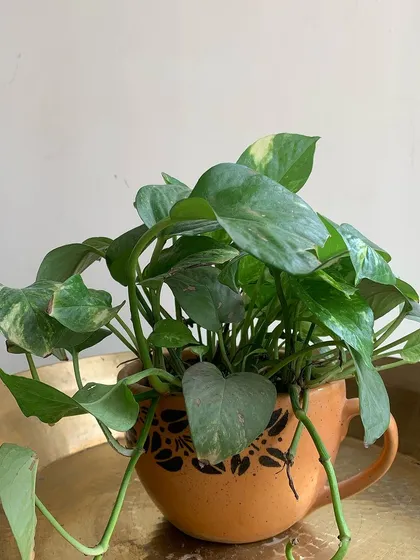 This is a classic money plant, known for being easy to care for, potted in an earthy, terracotta-colored mug with a traditional black print. It’s a warm and inviting gift, perfect for creating a cozy office nook.