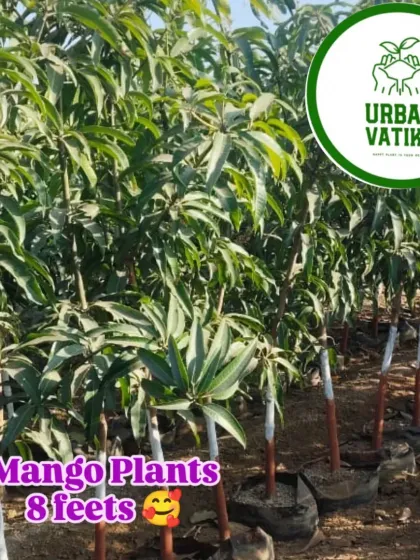 These mango plants are already 8 feet tall, ready to be planted and established quickly in your orchard.