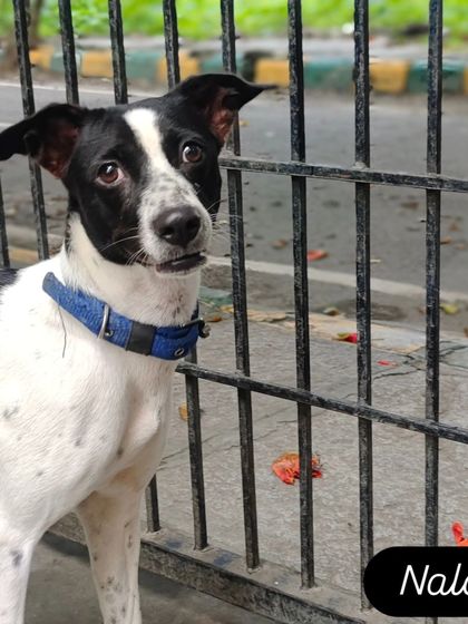 This is Nala, a new girl at our shack but already a pro at winning hearts.