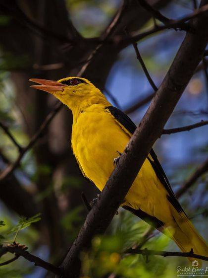 A brilliant yellow Eurasian Golden Oriole sings from a branch. The open beak and rich color against the dark background create a striking portrait of this beautiful songbird.