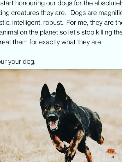 A dog in motion is a beautiful thing. We should honour them by allowing them to be the robust, majestic animals they were born to be, not by confining them to a life that doesn't meet their needs.