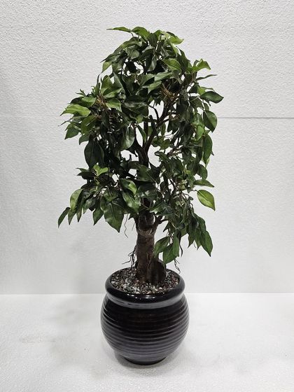 Desktop Plants & Bonsai photo 19