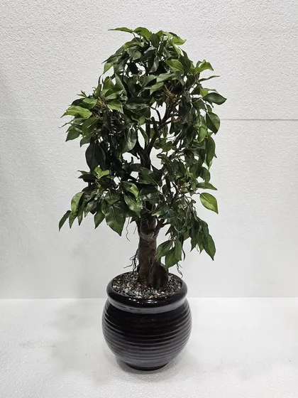 A tabletop-sized artificial Ficus tree in a black ceramic pot, offering the look of a large tree in a compact form.