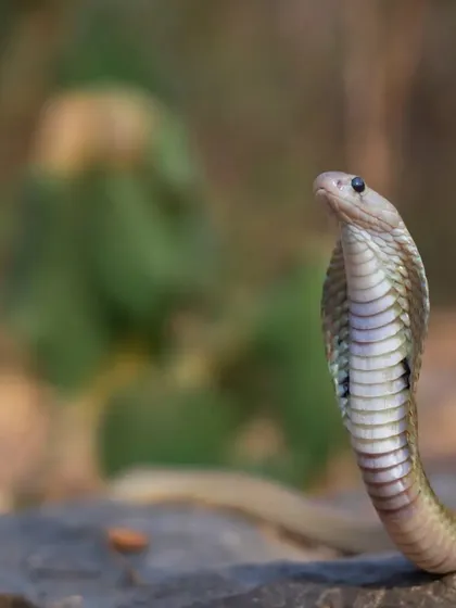 An Indian Spectacled Cobra in a defensive stance. My journey as a rescuer and photographer has allowed me to understand and respect these powerful creatures.