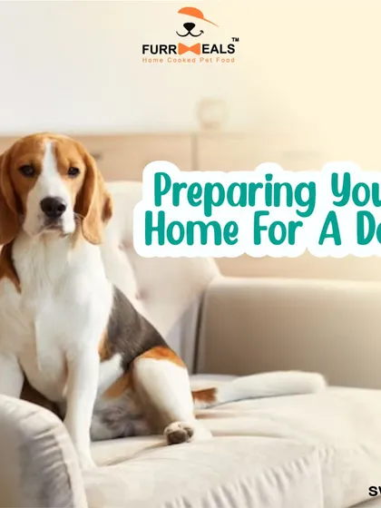 Preparing your home for a new dog is essential for a smooth transition. This guide walks you through the key steps, including dog-proofing your space, creating a cozy den, stocking up on supplies, and setting clear family rules.