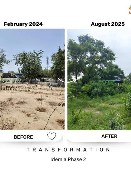 From a few struggling saplings in dry, compacted soil, this area at our Idemia site has become a thriving green patch. This shows how soil rehabilitation and planting native species can completely revive a neglected piece of land.