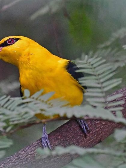 Avian Wonders of India photo 8