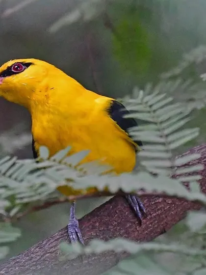 Peeking through the leaves, the Golden Oriole offers a glimpse of its dazzling plumage. I have been fascinated by its looks and melodies since I was a child.