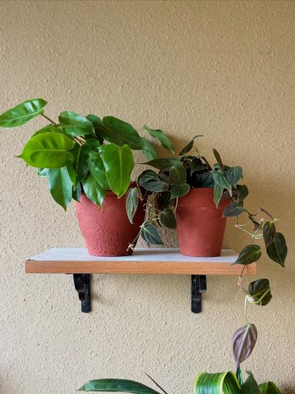 A close-up of the repurposed balcony project. We used old wood and metal stands, gave them a fresh coat of paint, and created these simple shelves to hold a variety of philodendrons.