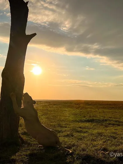 A lioness scent-marking her territory against the rising sun in the Masai Mara. I am obsessed with using natural light to tell a story, and this backlit silhouette captures a powerful, instinctual behavior against a dramatic savannah sky.