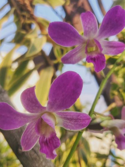 Another close-up of the beautiful orchid blooms.