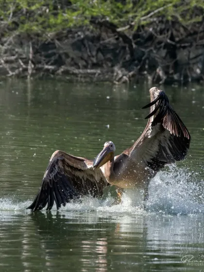 A Great White Pelican landing, part of my National Wildlife Day series to showcase the diversity of our natural world.
