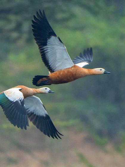A pair of Ruddy Shelducks in flight, their distinctive orange-brown bodies and contrasting wings making them easy to identify.