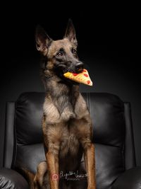 Commercial Pet Photography