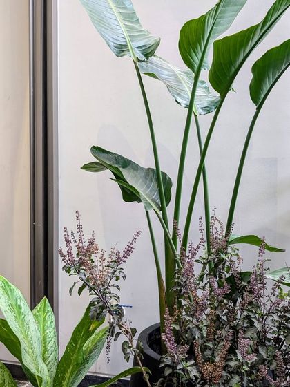 A close-up of an indoor plant arrangement, pairing the tall, glossy leaves of a Bird of Paradise with the delicate flowers of holy basil (Tulsi). This combination adds both beauty and fragrance.