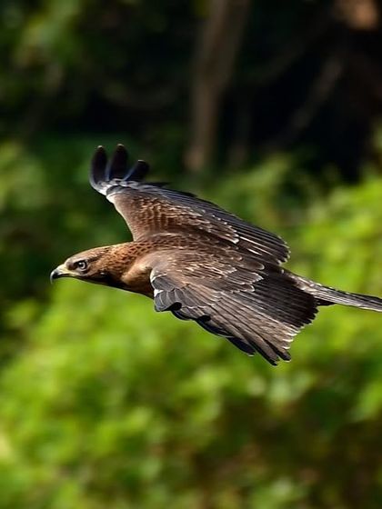 Avian Wonders: A World of Wings photo 13