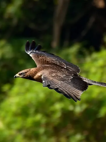 An Oriental Honey Buzzard in flight against a lush green background. The details in its wings and its focused expression are crystal clear, a result of using a high shutter speed to freeze the action.