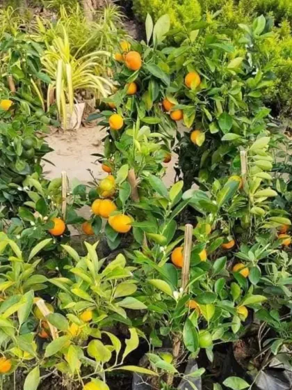 A selection of my grafted orange plants, full of fruit and ready for a new home.