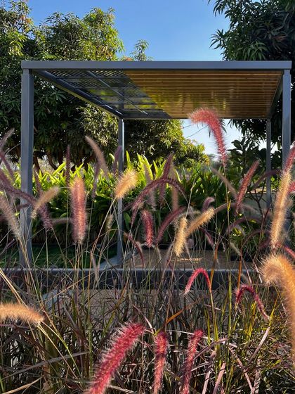 A close-up of the ornamental grasses at 'Tranquil Mango Haven'. The soft, feathery textures of the plants contrast with the clean lines of the pergola in the background, adding depth and interest to the planting design.