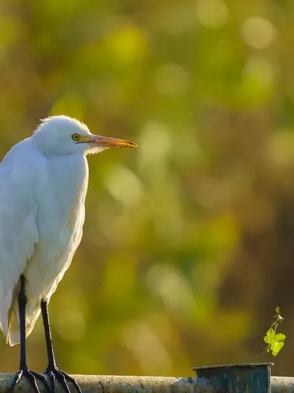 A Cattle Egret is beautifully backlit by the golden hour sun, creating a radiant glow around its white plumage.