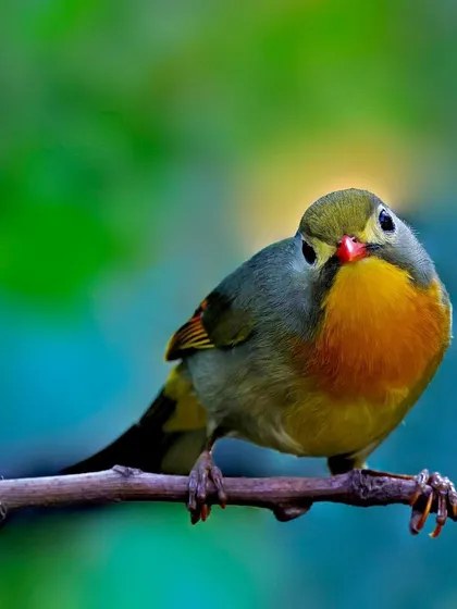 A Red-billed Leiothrix perches on a thin branch, looking curiously towards the viewer. The beautiful bokeh of blue and green in the background highlights the bird's colorful plumage.