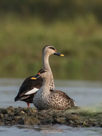 A pair of Indian Spot-billed Ducks rests on a small patch of land in the water. These resident ducks are a familiar sight in freshwater wetlands across the country.