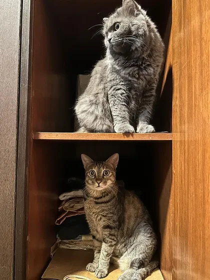 We don't just help dogs. Meet Noor, a Persian British Shorthair, and Muezza, a Bengal. These two inseparable sisters are looking for a home together. Our adoption services extend to cats and other animals who have been abandoned or need a new family.