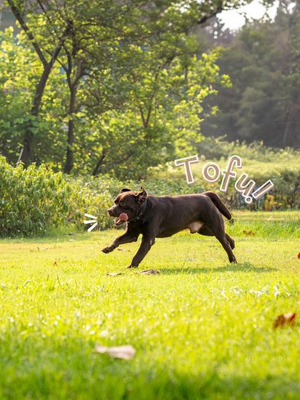 Zoomies! Tofu the chocolate Labrador in full sprint across a sunny field, the epitome of a happy, carefree dog.