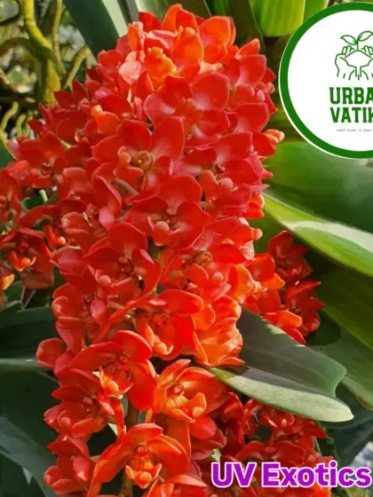 My collection includes rare and exotic plants like this stunning red Rhynchostylis orchid, perfect for collectors and enthusiasts looking for something unique.